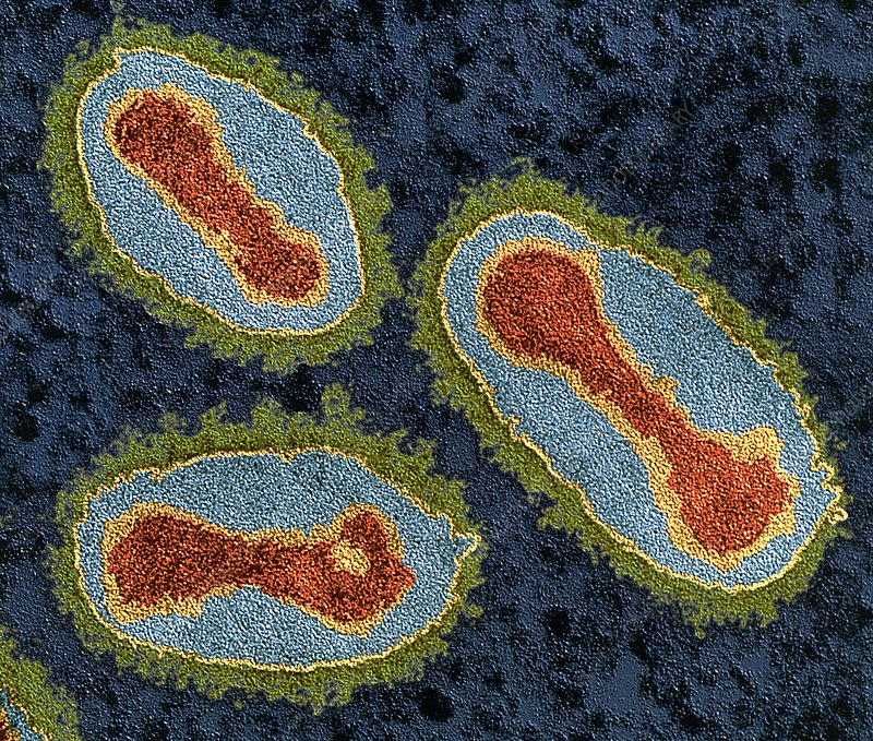 Smallpox: viruses